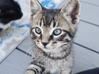 5 Adorable kittens