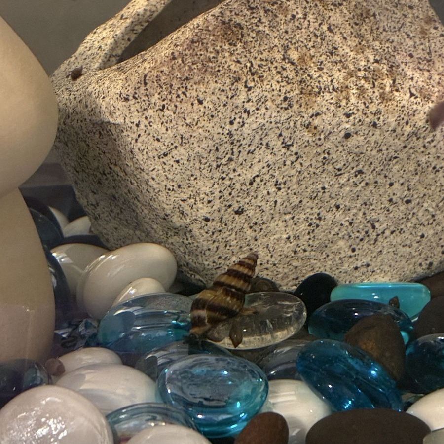 Assassin snail