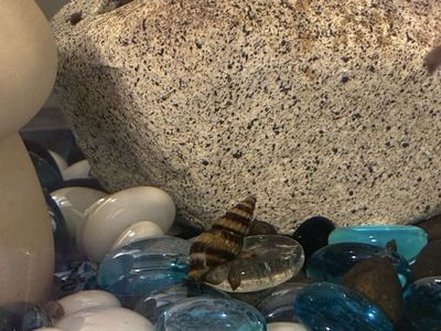 Assassin snail