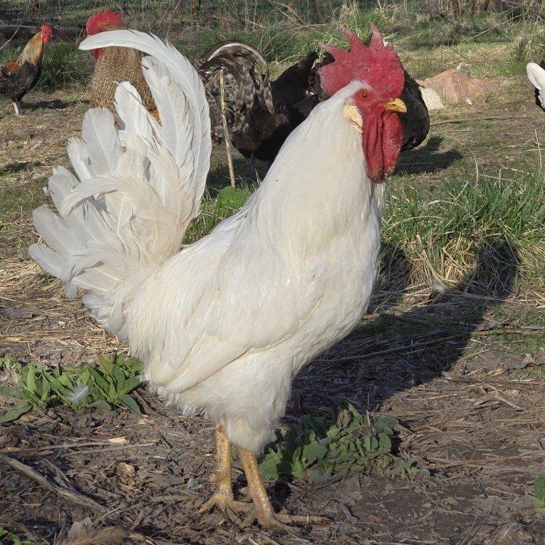 White Leghorn Rooster (need gone asap)