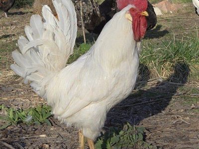 White Leghorn Rooster (need gone asap)