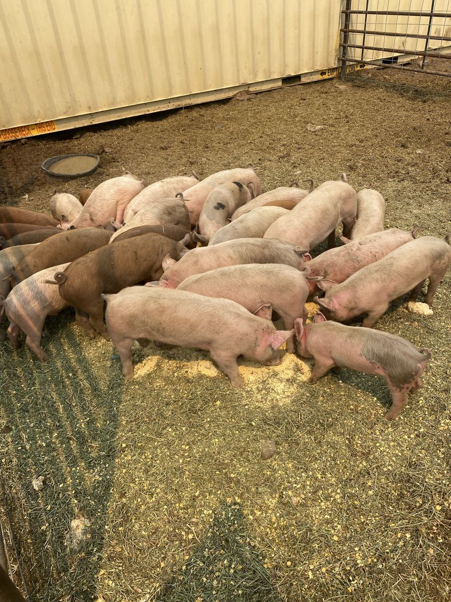 Feeder/Roaster/ piglets for sale
