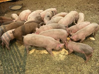 Feeder/Roaster/ piglets for sale