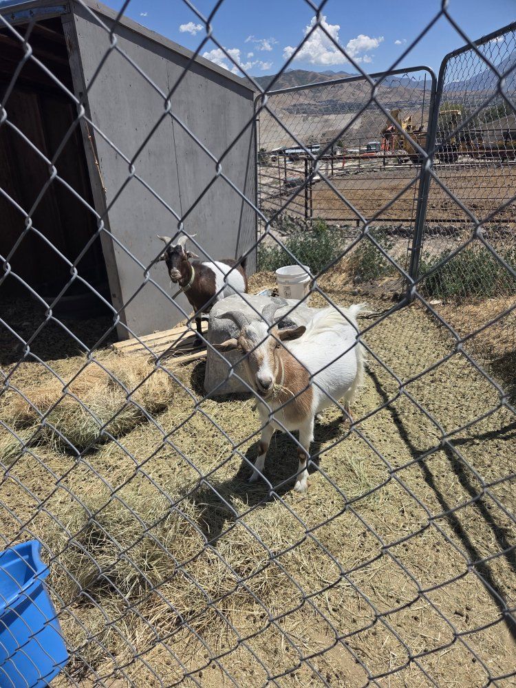 Goats