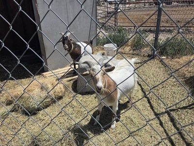 Goats