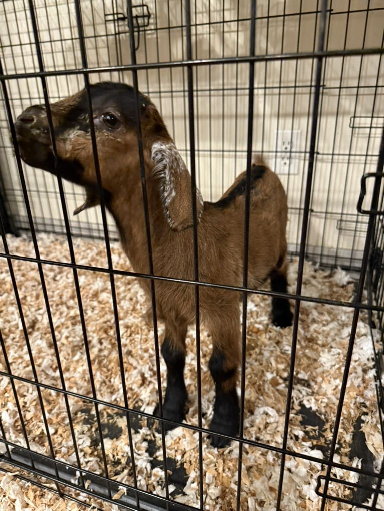 Boer Bottle Baby Female