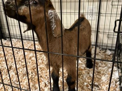 Boer Bottle Baby Female