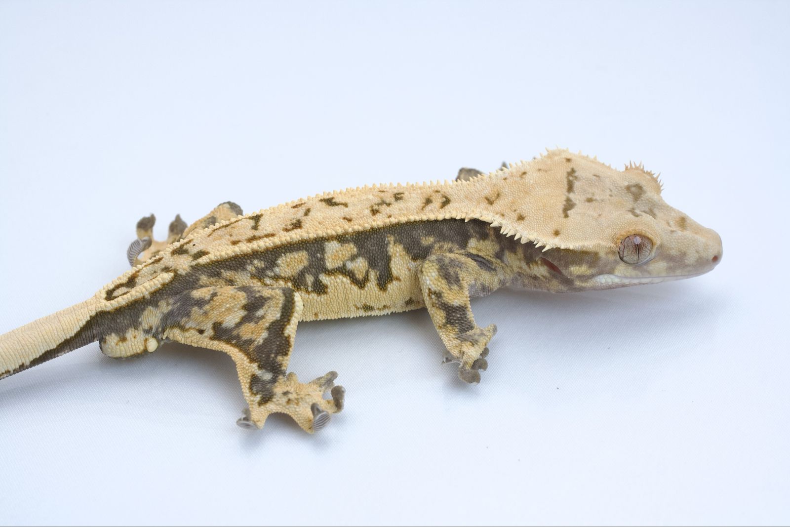 Main image 5