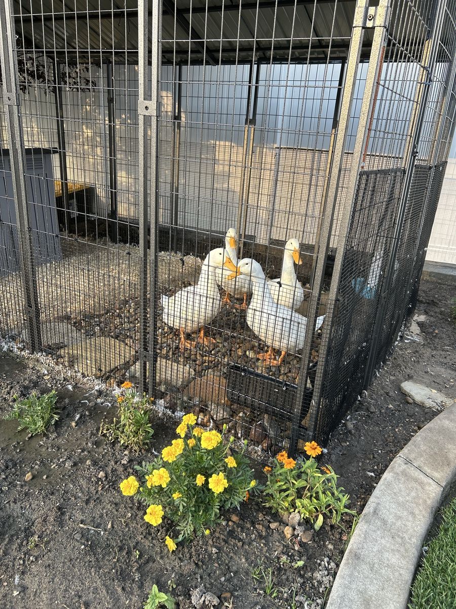 Two Sweet, Well-Cared-For Male Pekin Ducks (Drakes)