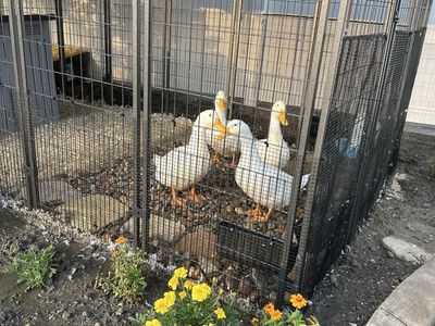 Four, Well-Cared-For Pekin Ducks (3 male, 1 female)
