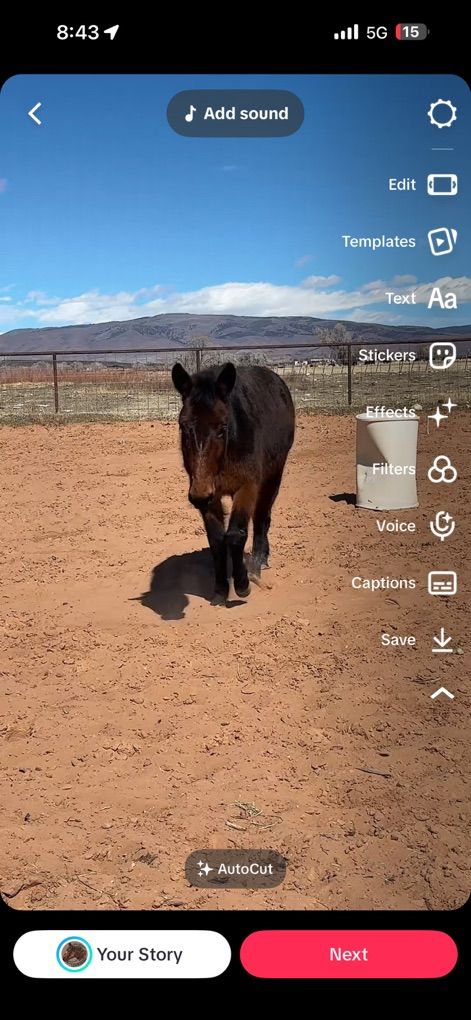 5 Year Old John Mule