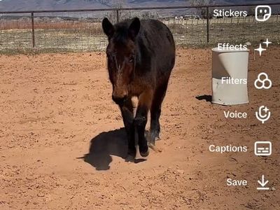 5 Year Old John Mule