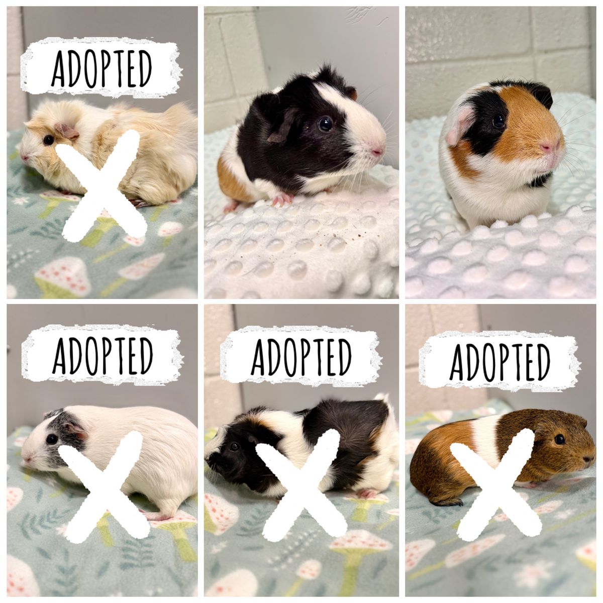 2 of 6 Guinea Pigs still looking for a home together!
