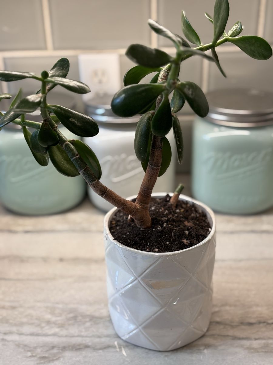 Beautiful Healthy Jade Tree Succulent