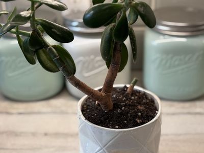 Beautiful Healthy Jade Tree Succulent