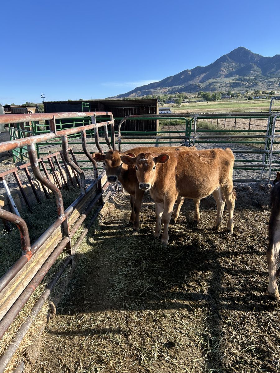 Breakaway calves