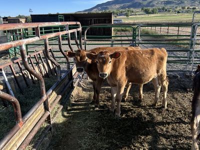 Breakaway calves