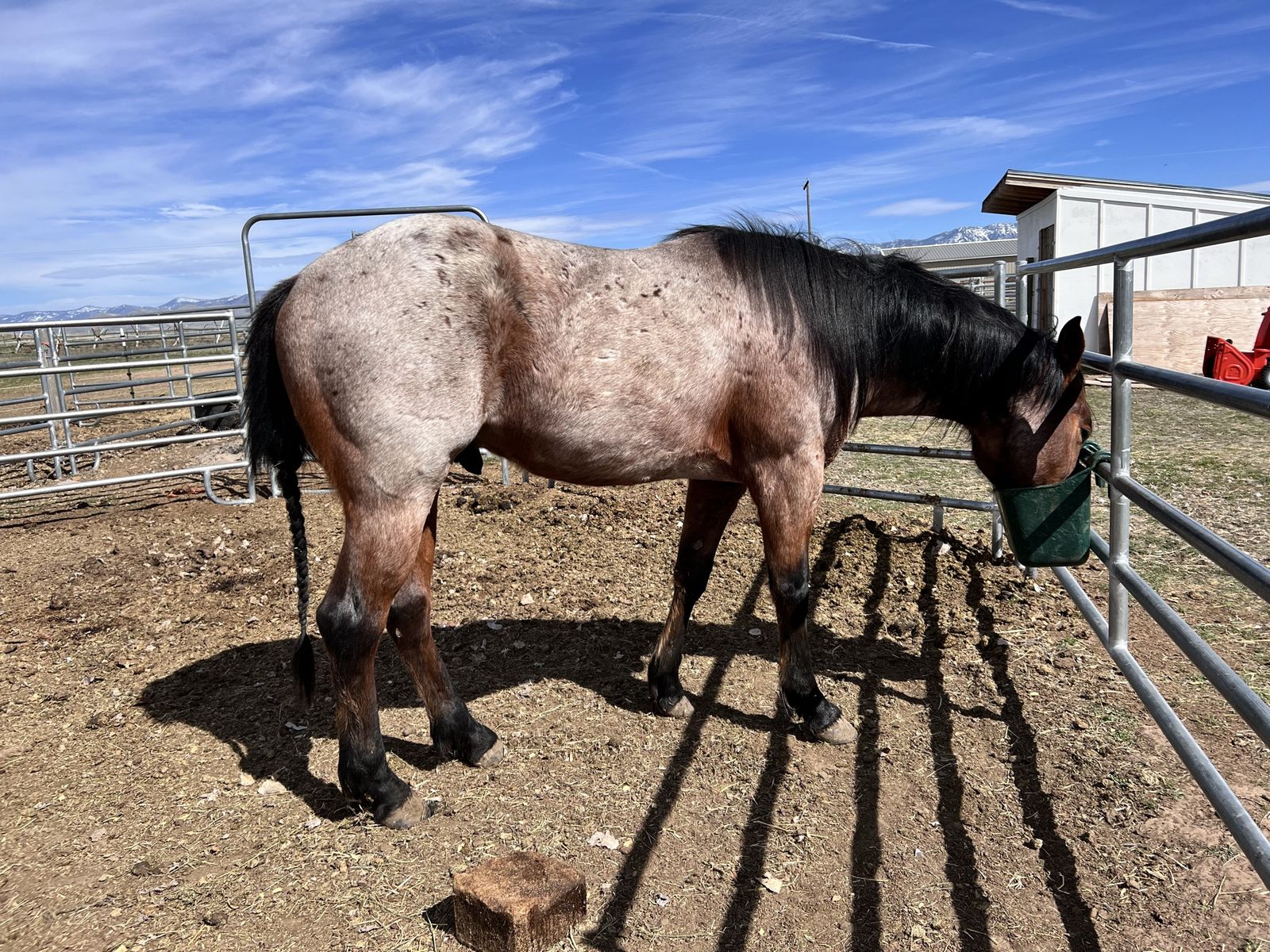 BLUE VALENTINE/DRIFTWOOD AQHA STUD