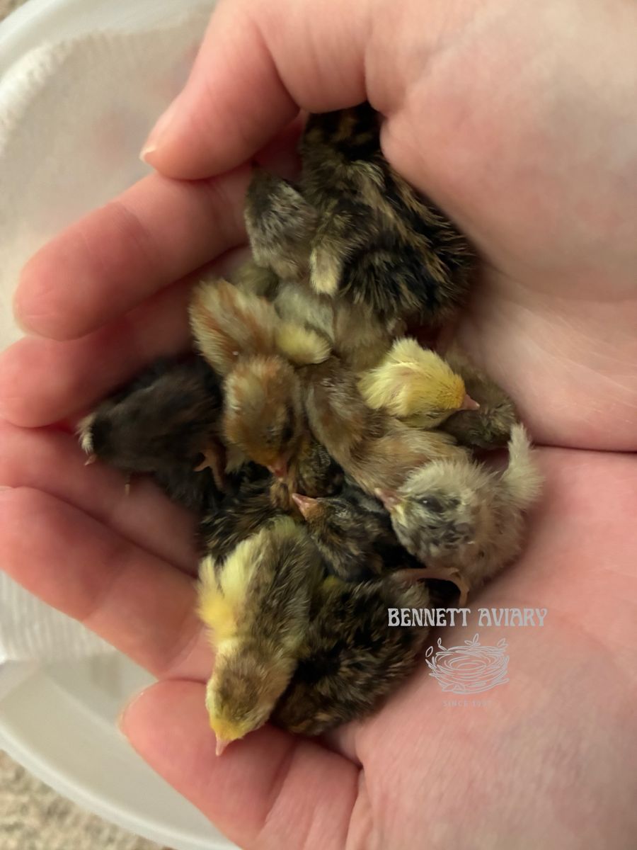 Day-Old Button Quail Chicks