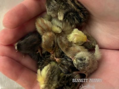 Day-Old Button Quail Chicks