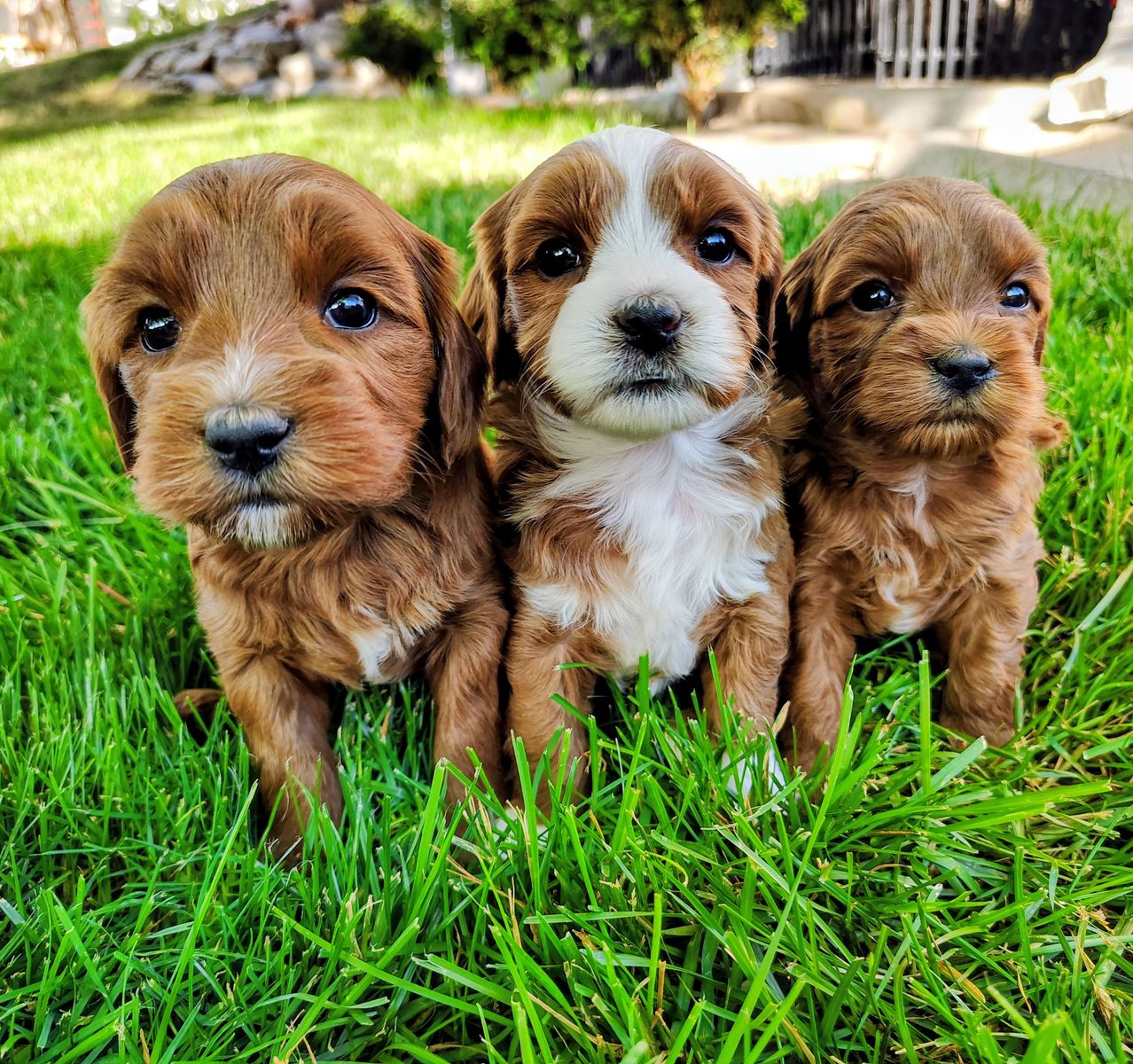 3rd Gen Mini GOLDEN CAVAPOO Puppies Goldendoodle Cavalier Golden Retriever Poodle F2b Multi-gen