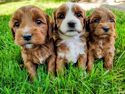 3rd Gen Mini GOLDEN CAVAPOO Puppies Goldendoodle Cavalier Golden Retriever Poodle F2b Multi-gen