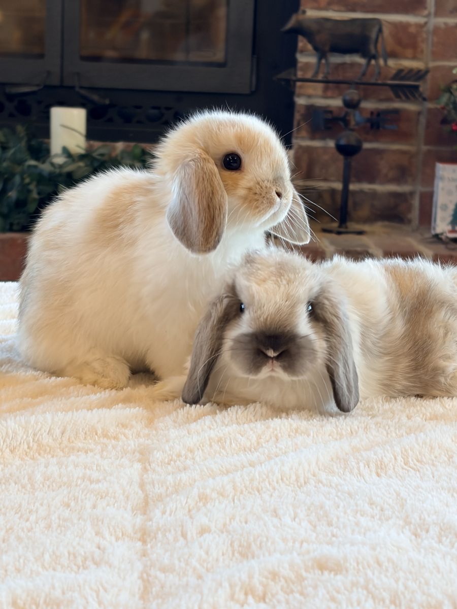 Holland Lop baby bunnies