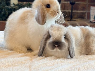Holland Lop baby bunnies