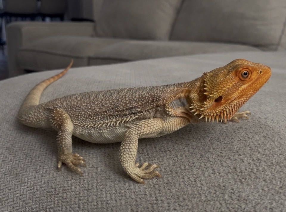 Bearded Dragon