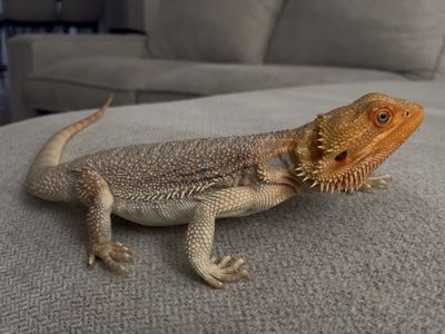 Bearded Dragon