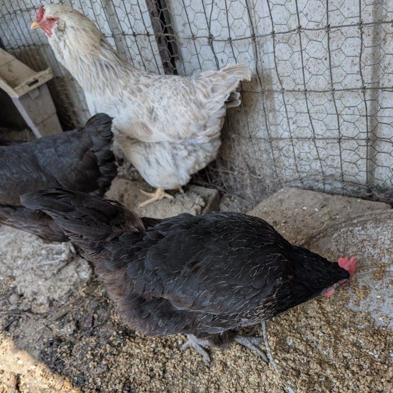 Young nice laying chickens