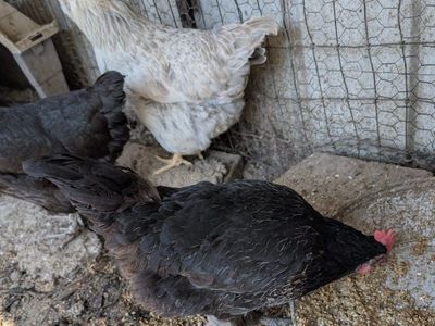 Young nice laying chickens