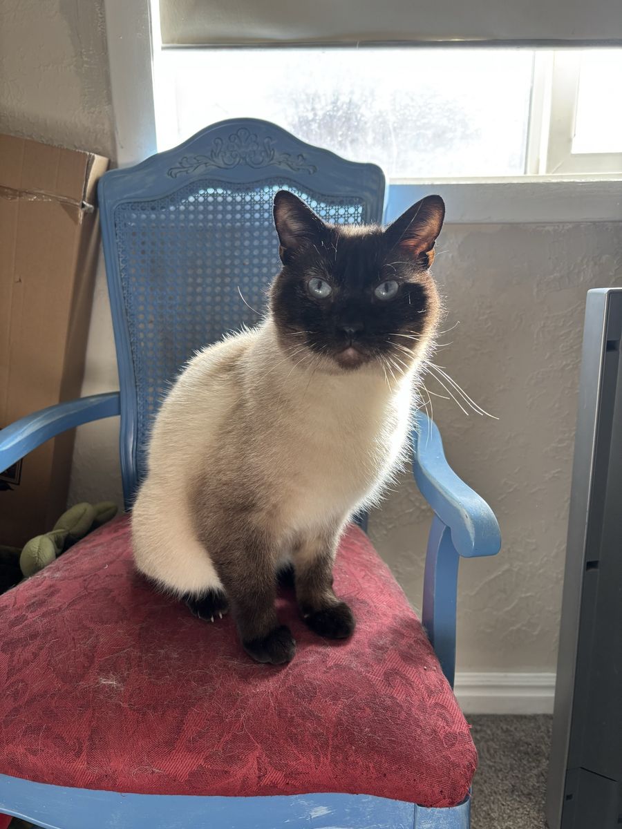 Winston looking for Adoption