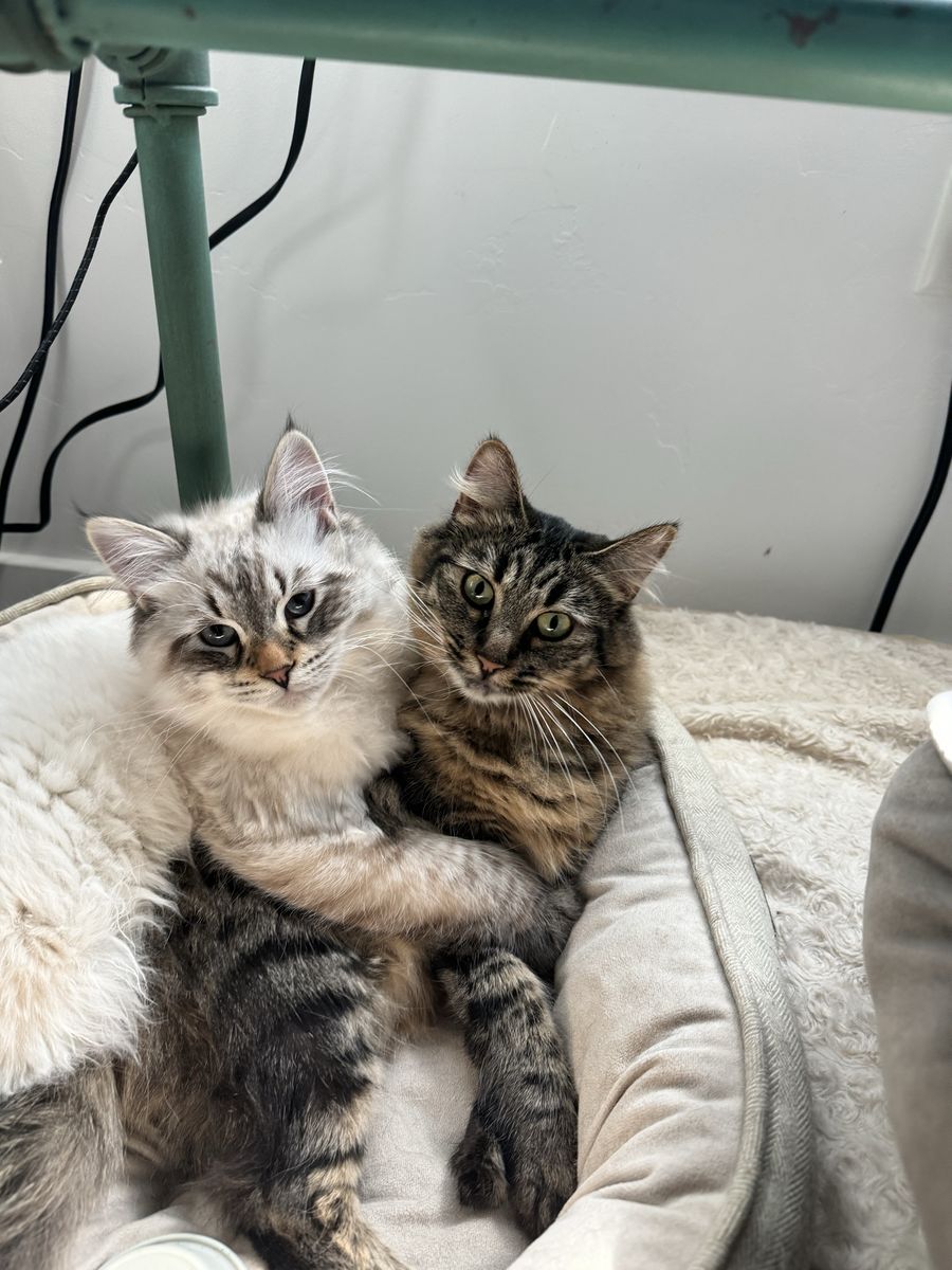 Siberian Kittens