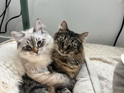 Siberian Kittens