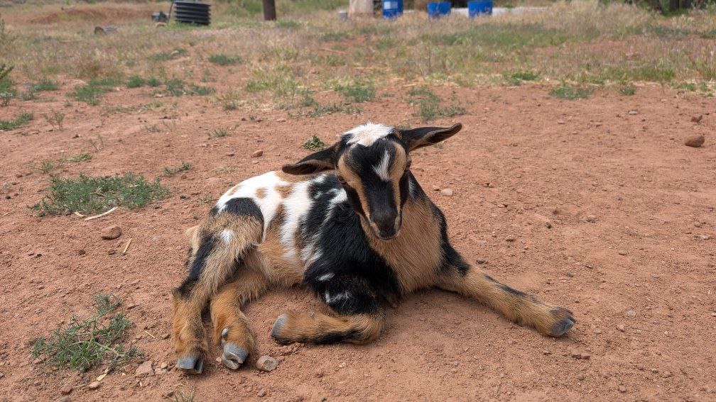 Friendly Tri-Color Nigerian Dwarf Buckling, Ready for New Home!