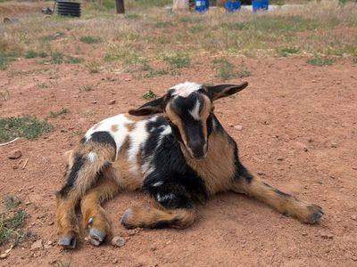 Friendly Tri-Color Nigerian Dwarf Buckling, Ready for New Home!