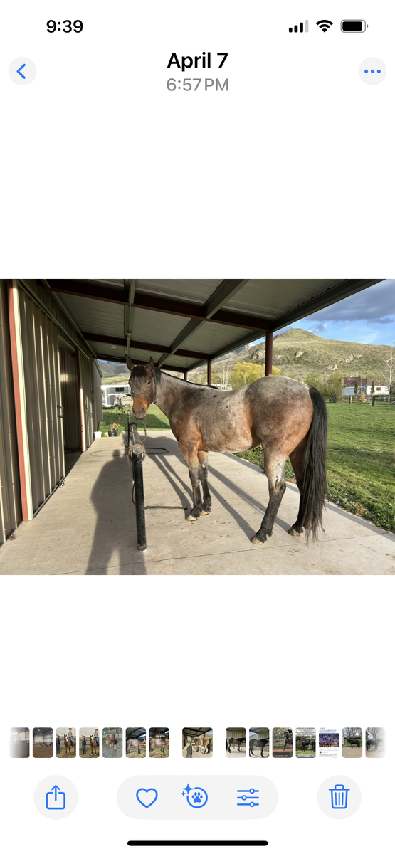 Fancy AQHA Bay roan 2 yr old gelding