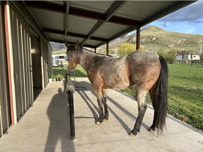 Fancy AQHA Bay roan 2 yr old gelding