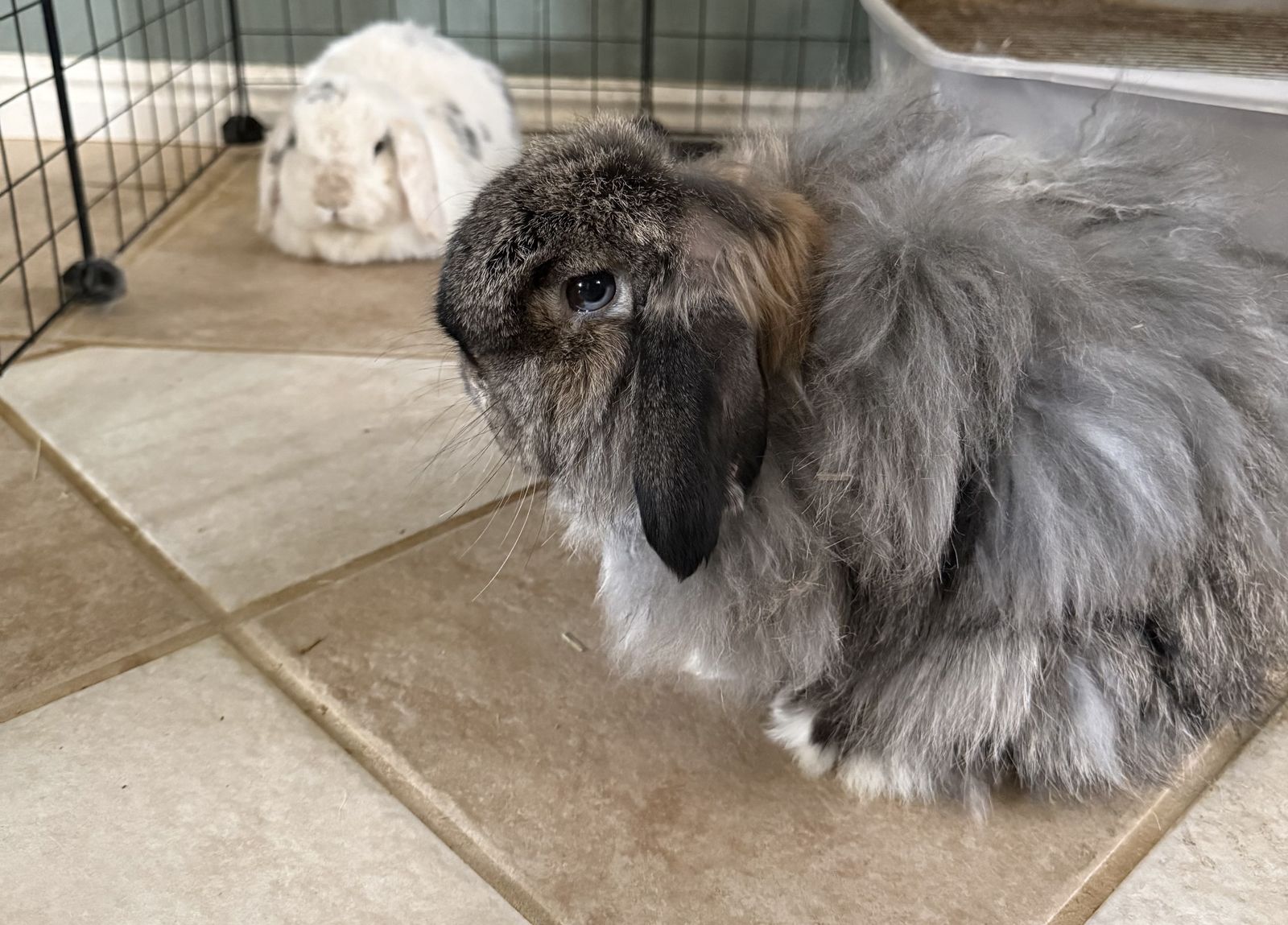 Bunnies for Rehoming