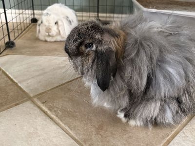 Bunnies for Rehoming