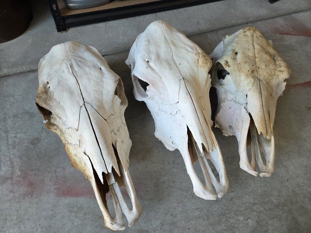 3 Cow Skulls