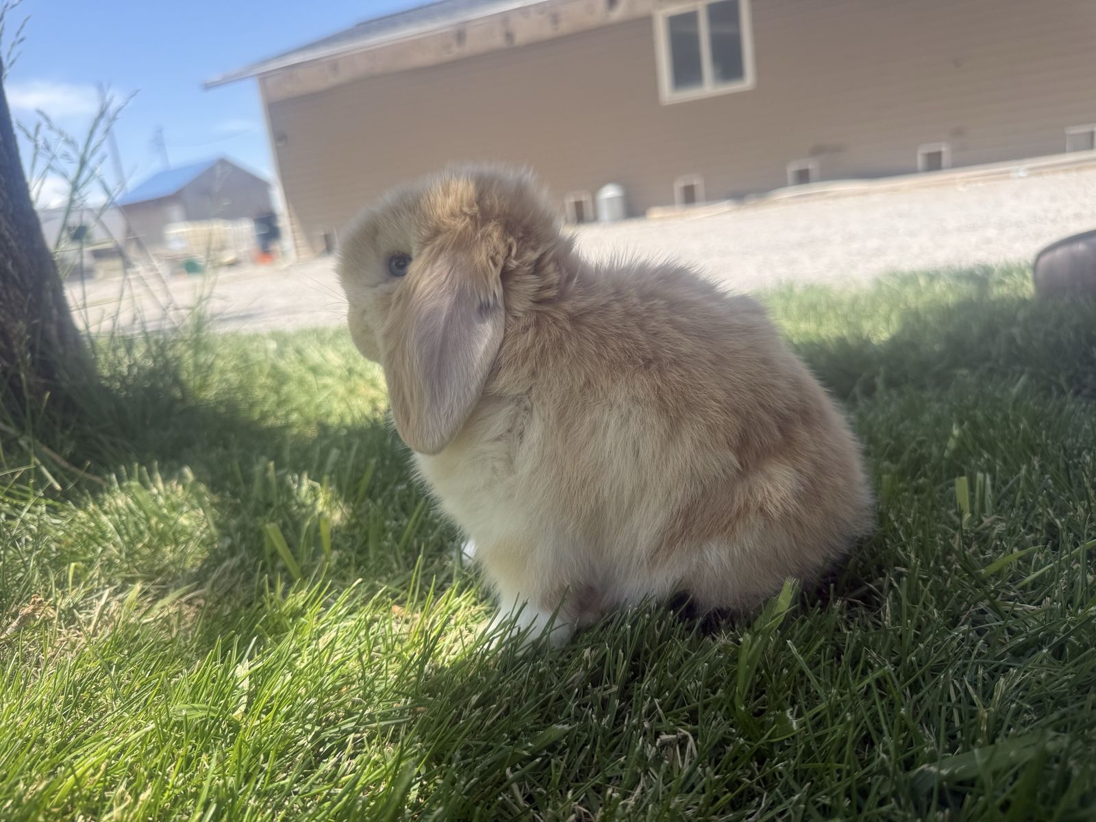 3 pedigree holland lops