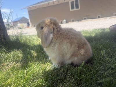 3 pedigree holland lops