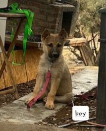 German Shepherd puppies