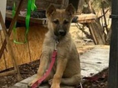 German Shepherd puppies