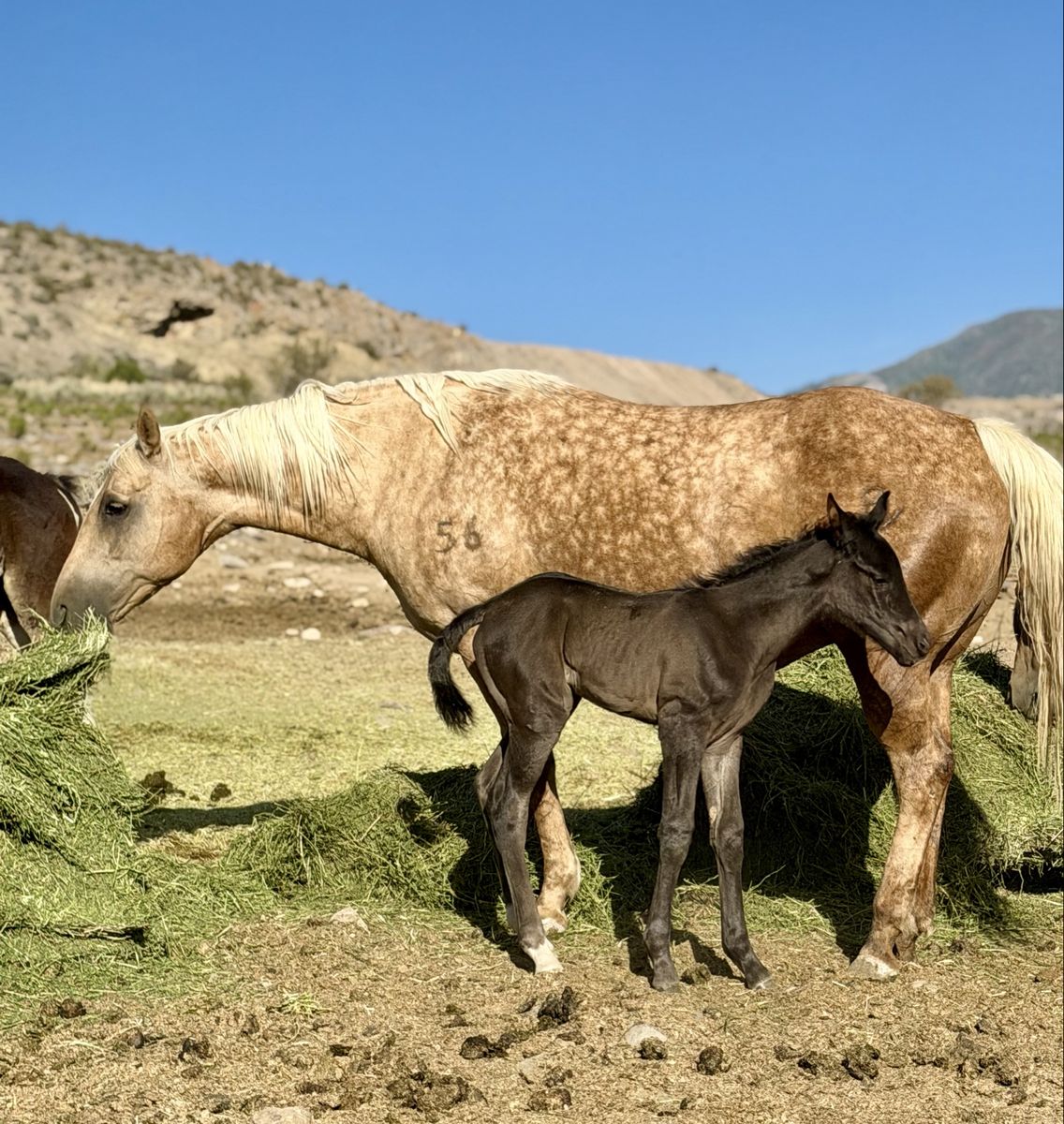 Driftwood Bred Dapple Palomino 3for1 DraftX Foal