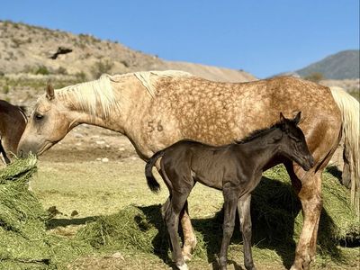 Driftwood Bred Dapple Palomino 3for1 DraftX Foal
