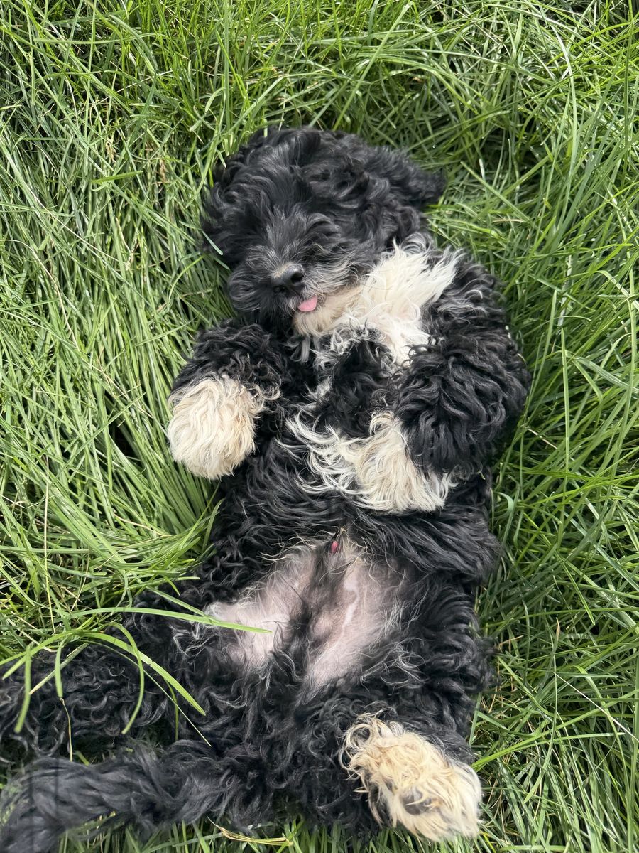 Cavapoo x Cockapoo Puppy