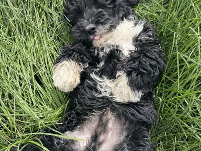 Cavapoo x Cockapoo Puppy